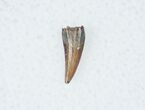 Acheroraptor Tooth #12277-1